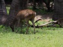 A local deer--one of the Komodo dragon's favorite foods
